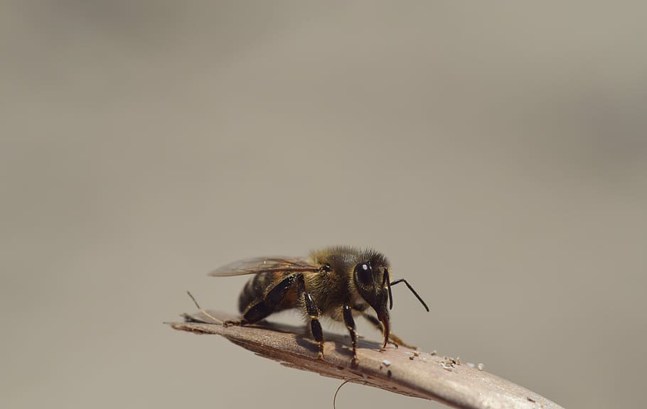 selective, focus photography, honeybee, perched, brown, twig, bee, sand, insect, close