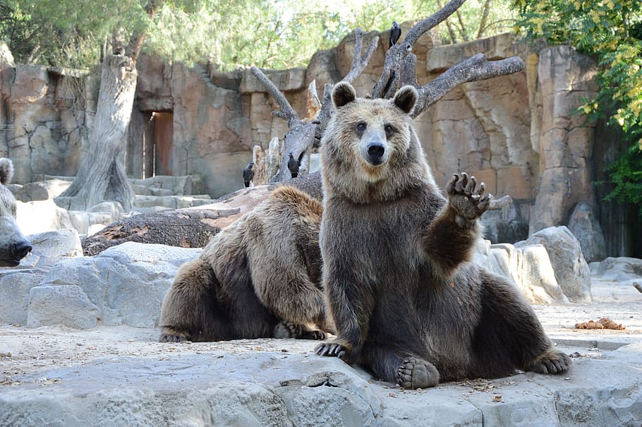 two, gray, grizzly, bears, lying, concrete, ground, bear, zoological gardens, madrid