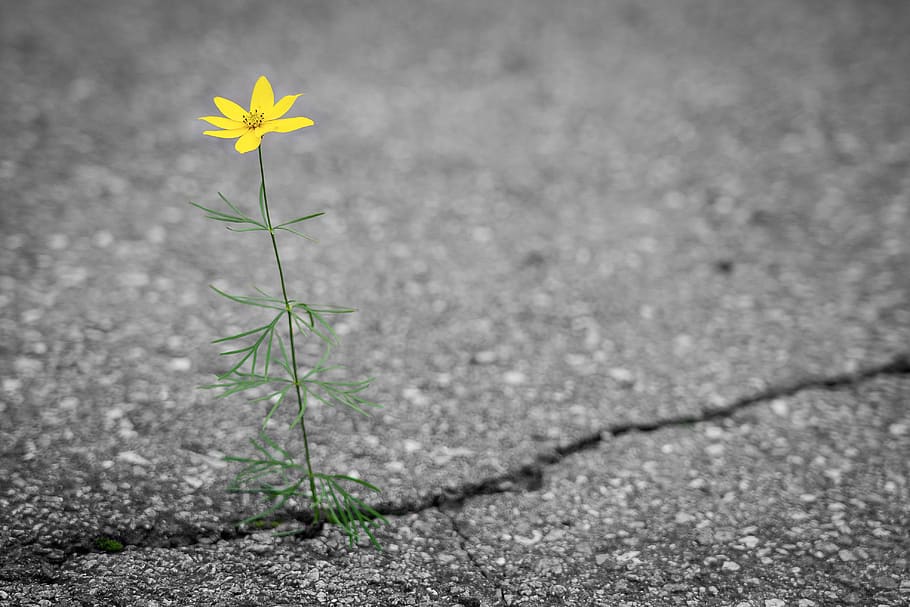 bunga, jalan, retak, kuning, sendirian, kesepian, alam, tanaman, hijau, luar ruangan