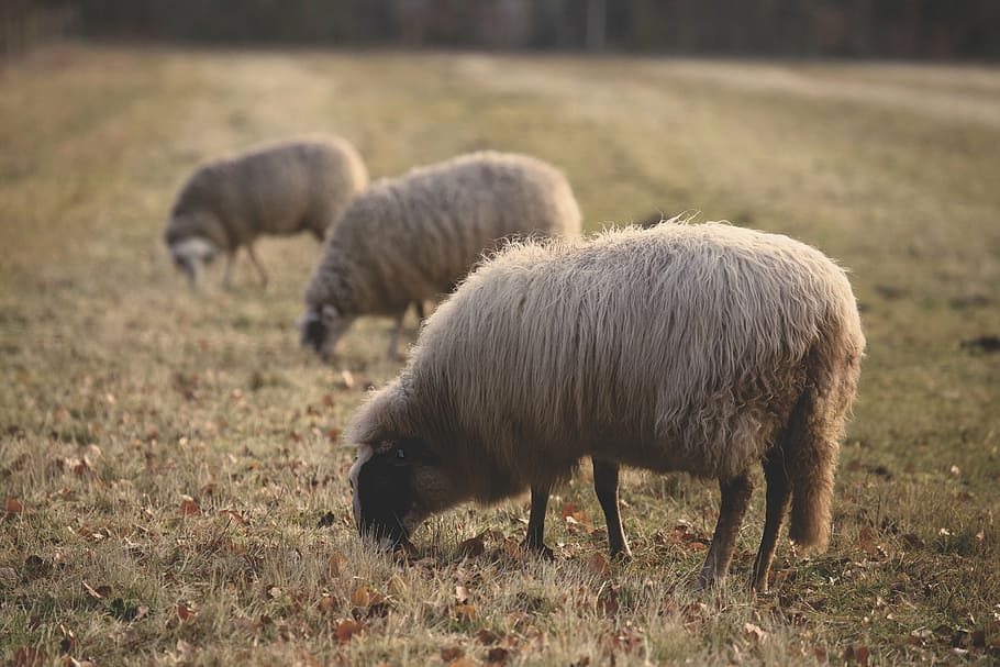 três, marrom, ovelhas, campo de grama, ovelha, animal, verde, grama, fazenda, campo