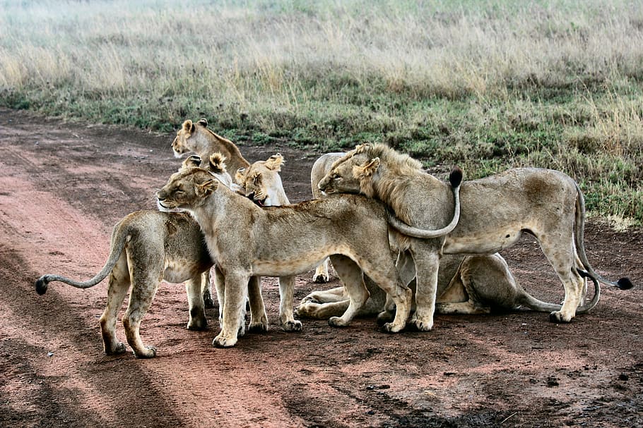 pride of lions, animal, carnivore, feline, grass, hunter, lion, lioness, mammal, mane