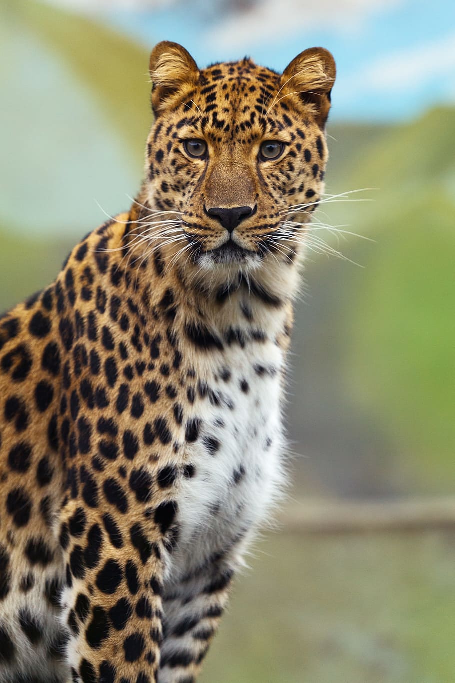 wild, life, selective, focus photography, adult cheetah, animal, big, carnivore, cat, dangerous