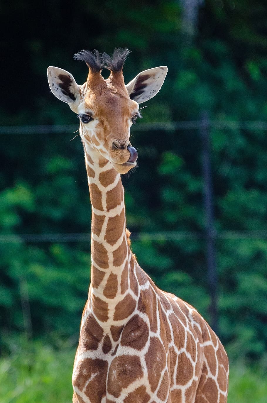 foto de girafa, bebê girafa, jovem, animal, mamífero, mais alto, animais selvagens, jardim zoológico, marrom, pontos