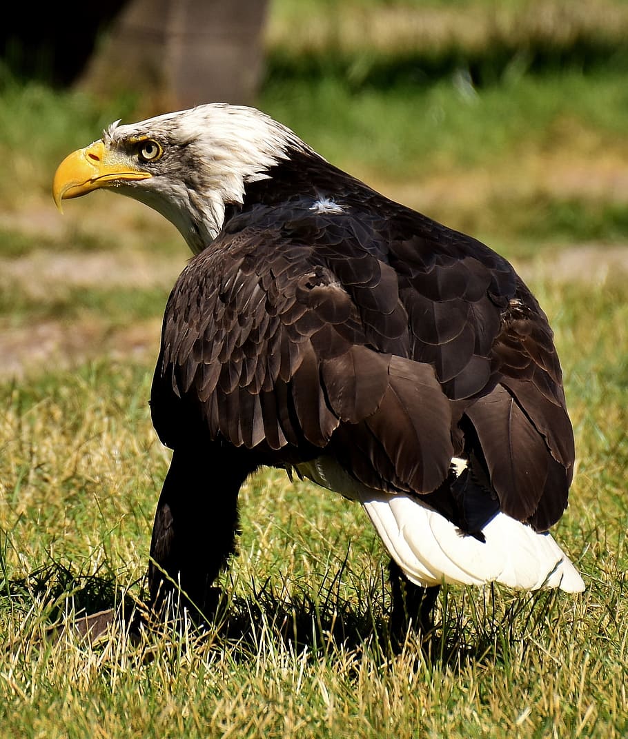 Adler, águilas calvas, aves, rapaces, aves rapaces, proyecto de ley, fotografía de vida silvestre, aves silvestres, pájaro, animal
