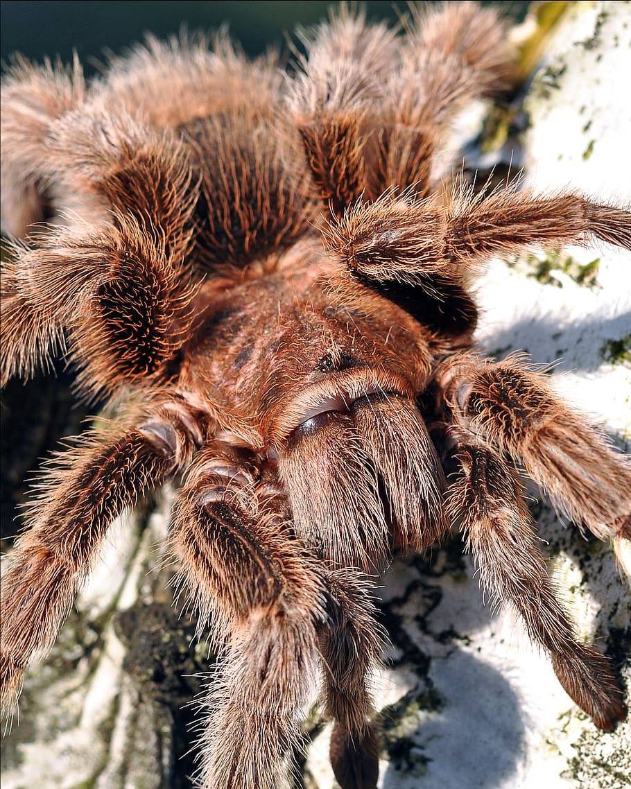 tarantula, spider, anarachid, nature, tree, hairy, eight legs, brown, scary, fangs