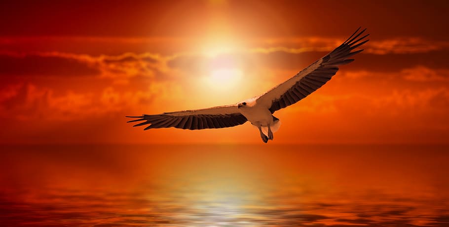 white, bird, flying, sunset, white tailed eagle, adler, fly, flight, atmosphere, mood