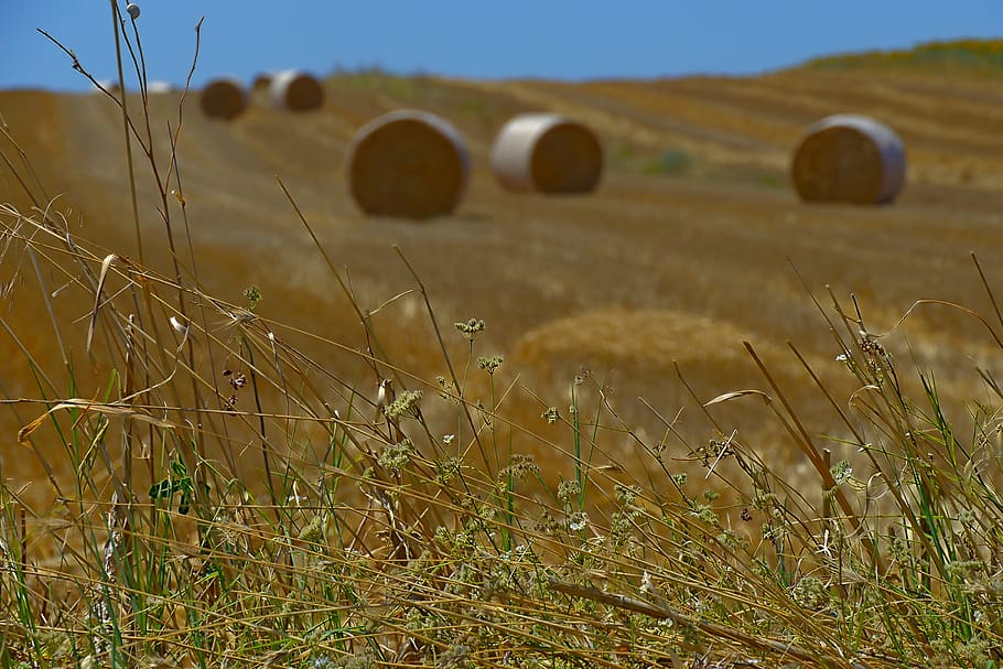 harvest, straw bales, summer, meadow, agriculture, round bales, harvested, cornfield, harvest time, straw role