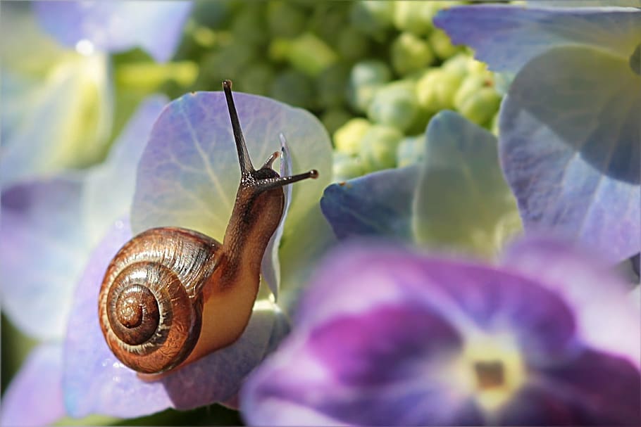 brown, snail, purple-and-yellow flowers, animal, mollusk, flower, garden, invertebrate, animal wildlife, animal themes
