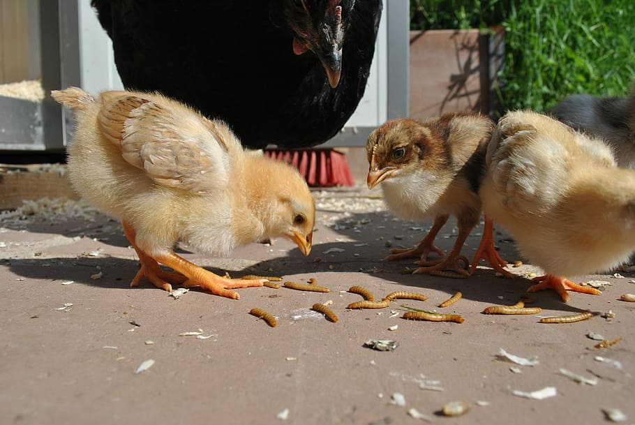 Chicken, Chickens, Chicks, young, mother hen, meal worms, animal, chicken - bird, livestock, domestic animals