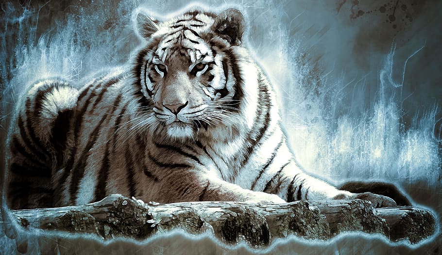 papel pintado de tigre albino, bengaltiger, tigre, gato grande, peligroso, depredador, gato, gato montés, criatura, sublime