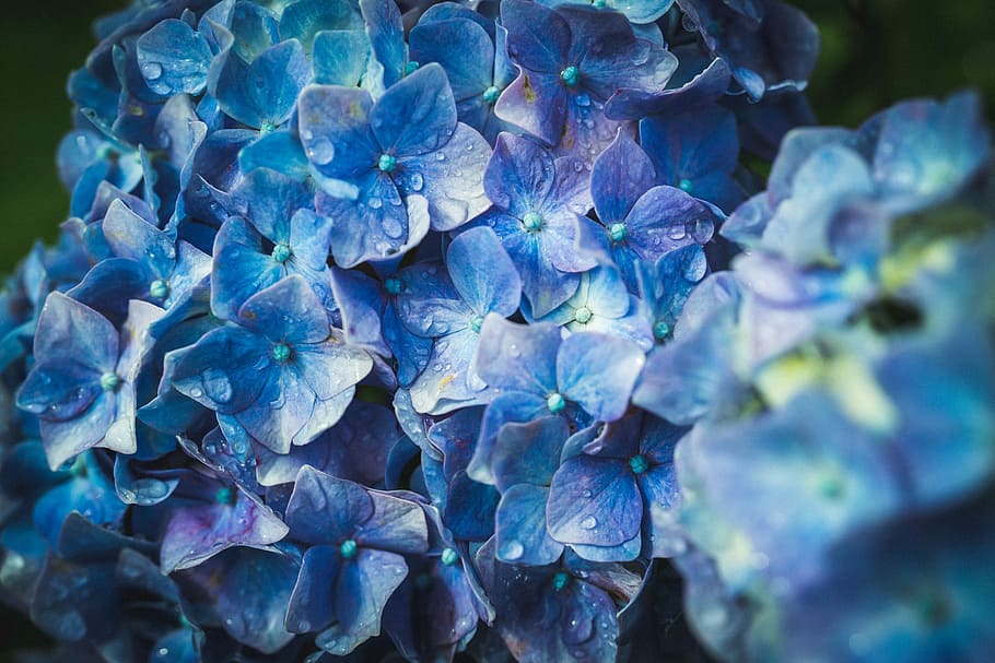 青, 花弁の花植物, 水露, アジサイ, 花, 日本, 背景, 自然, 紫, 緑