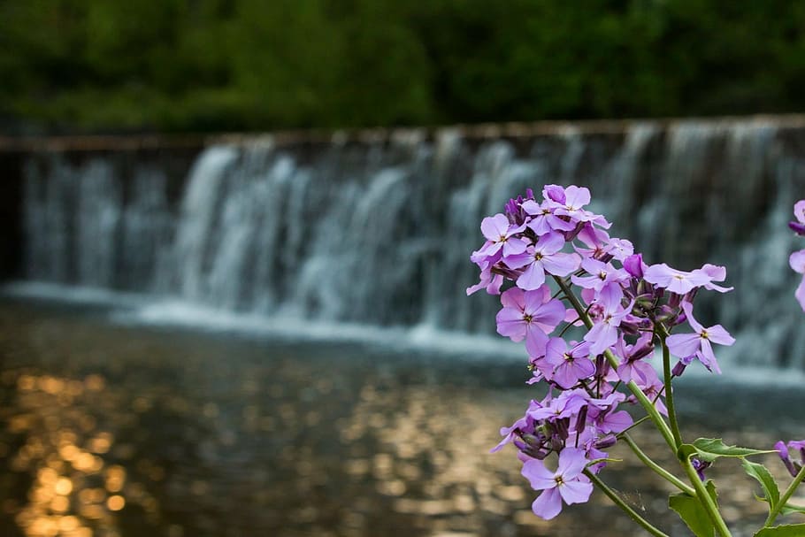 flower, waterfall, dam, water, nature, natural, zen, flowering plant, beauty in nature, freshness