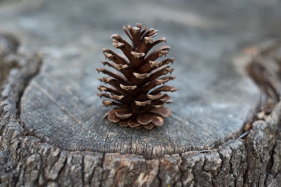 pinecone, plant, tree, wood, nature, wood - material, close-up, textured, day, pine cone