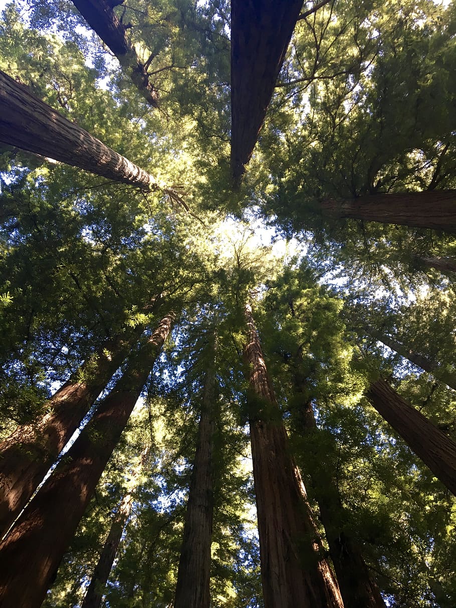 Pohon Redwood, Kanopi, Pohon, hutan, alam, di luar ruangan, Sudut Pandang rendah, daerah berhutan, sinar matahari, daun