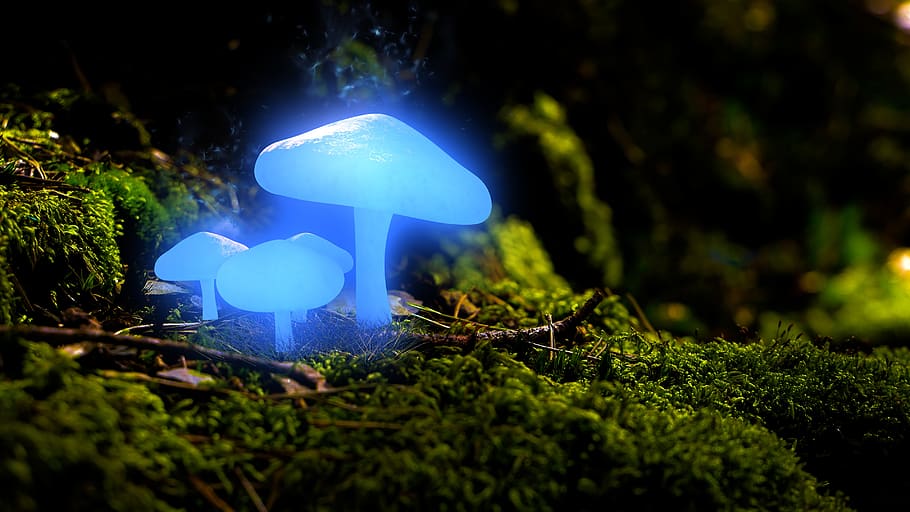 mushroom, forest, fluorescent, forest mushroom, nature, moss, forest floor, macro, mystical, blue