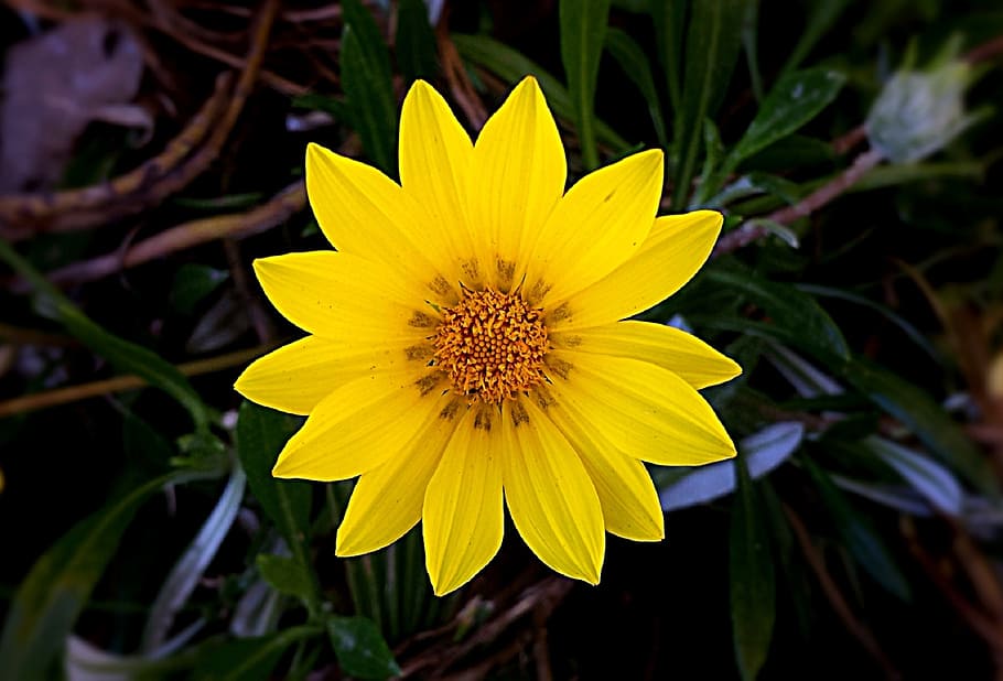 yellow flower, yellow, flowers, nature, floral, plant, petal, blossom, spring, garden