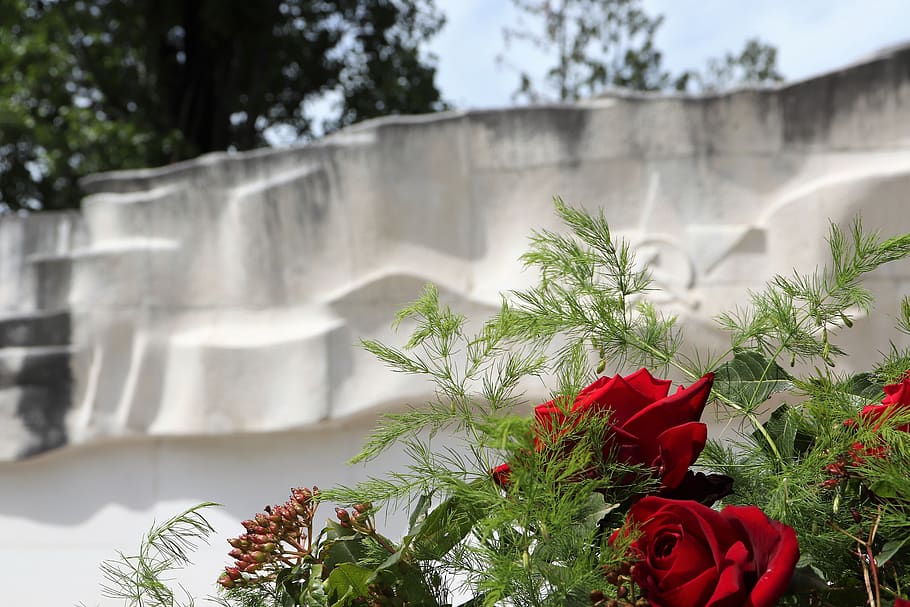 second world war heroes, monument, anti fascist, red roses, cemetery mirogoj, zagreb, outdoor, plant, flower, red