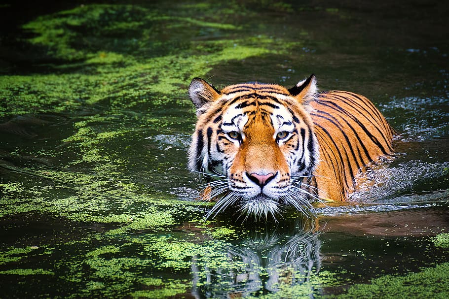 bengal tiger, swimming, across, water, algae, tiger, wildlife, zoo, cat, animal world