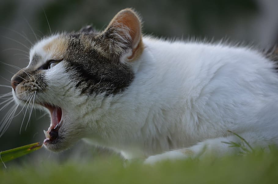 shallow, focus photography, cat, open maul, hilde, eat, snap, scream, vocal about it, nature