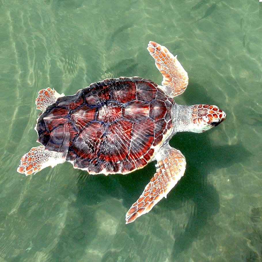 red, black, sea turtle, turtle, sea, loggerhead, reptile, swimming, young, juvenile