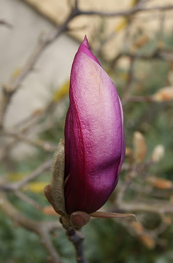 Royalty-free magnolia liliiflora photos free download | Pxfuel