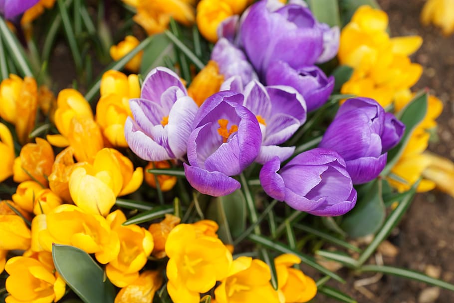 purple, yellow, petaled flowers, daytime, crocus, flower, nature, party, luck, hobby