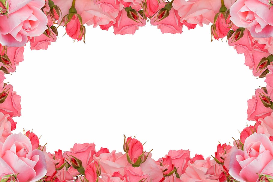 merah muda, bunga, bingkai \, bingkai mawar, mawar, flora, roman, cinta, berbunga, romantis