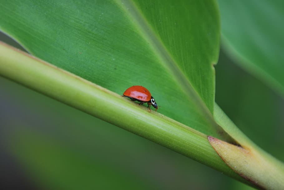 red, black, ladybug, green, leaf, Lady, Bug, Insect, Ladybugs, lady, bug