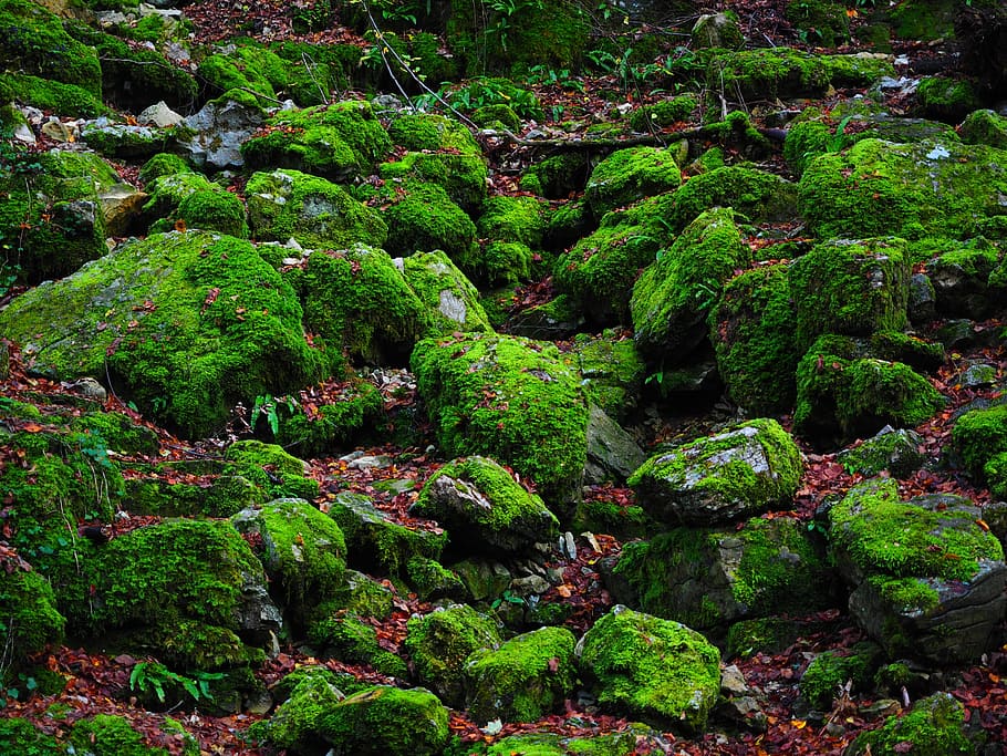 batu, bemoost, hijau, alam, tanaman, warna hijau, keindahan di alam, pohon, pertumbuhan, ketenangan