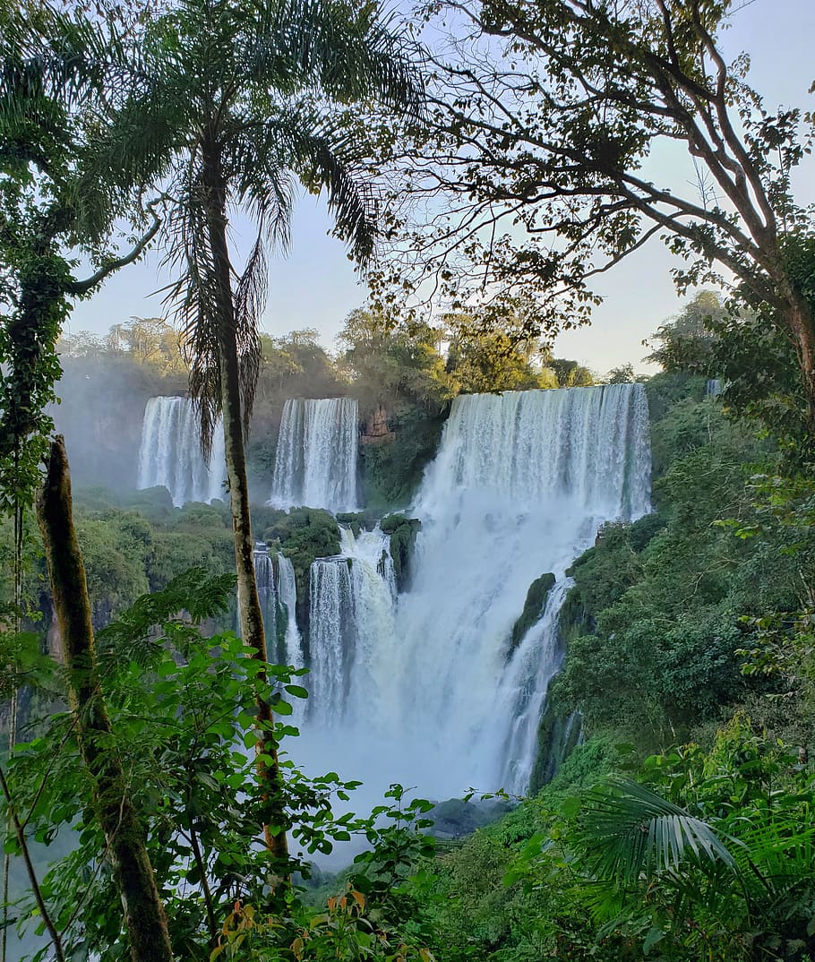 cataracts, argentina, iguazu, tree, plant, forest, waterfall, beauty in nature, water, scenics - nature
