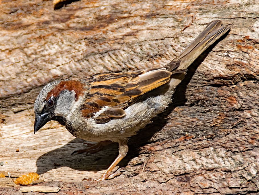 house sparrow, sperling, sparrow, passer domesticus, bird, animal, nature, garden, songbirds, males