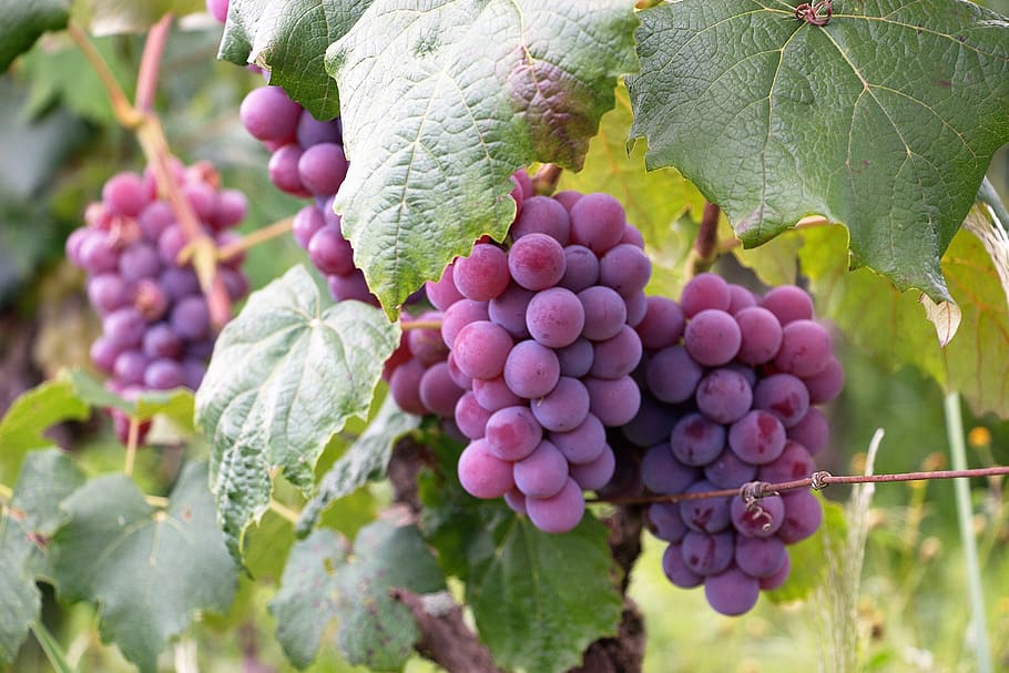 púrpura, uvas, árbol, uva, fruta, vid, naturaleza, vino, cacho, color