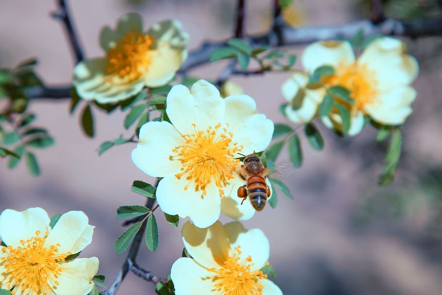 lebah, penyerbukan, serbuk sari, serangga, alam, bunga, hewan, madu bunga, madu, taman