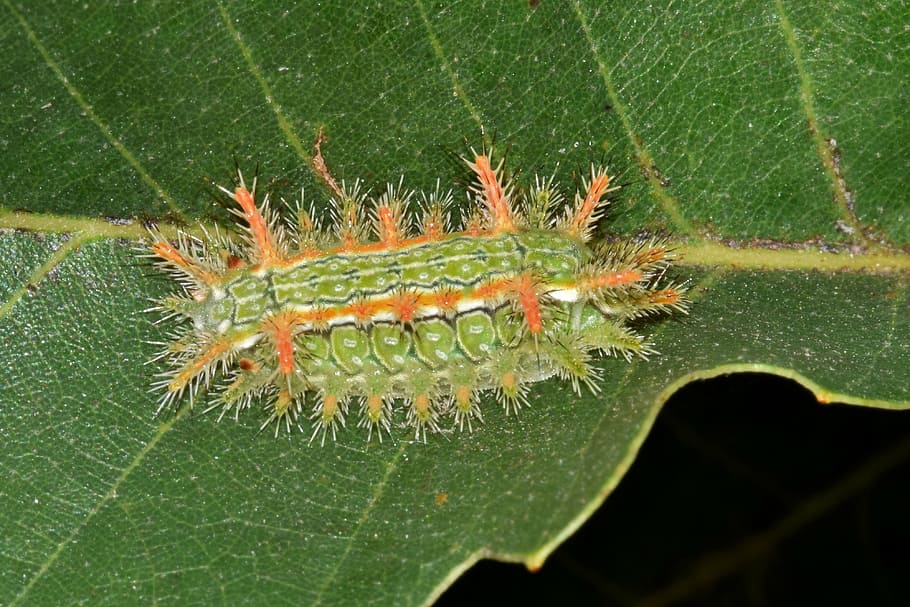 caterpillar, slug caterpillar, spiny oak slug caterpillar, larva, stinging caterpillar, spiny, spines, prickly, thorns, thorny