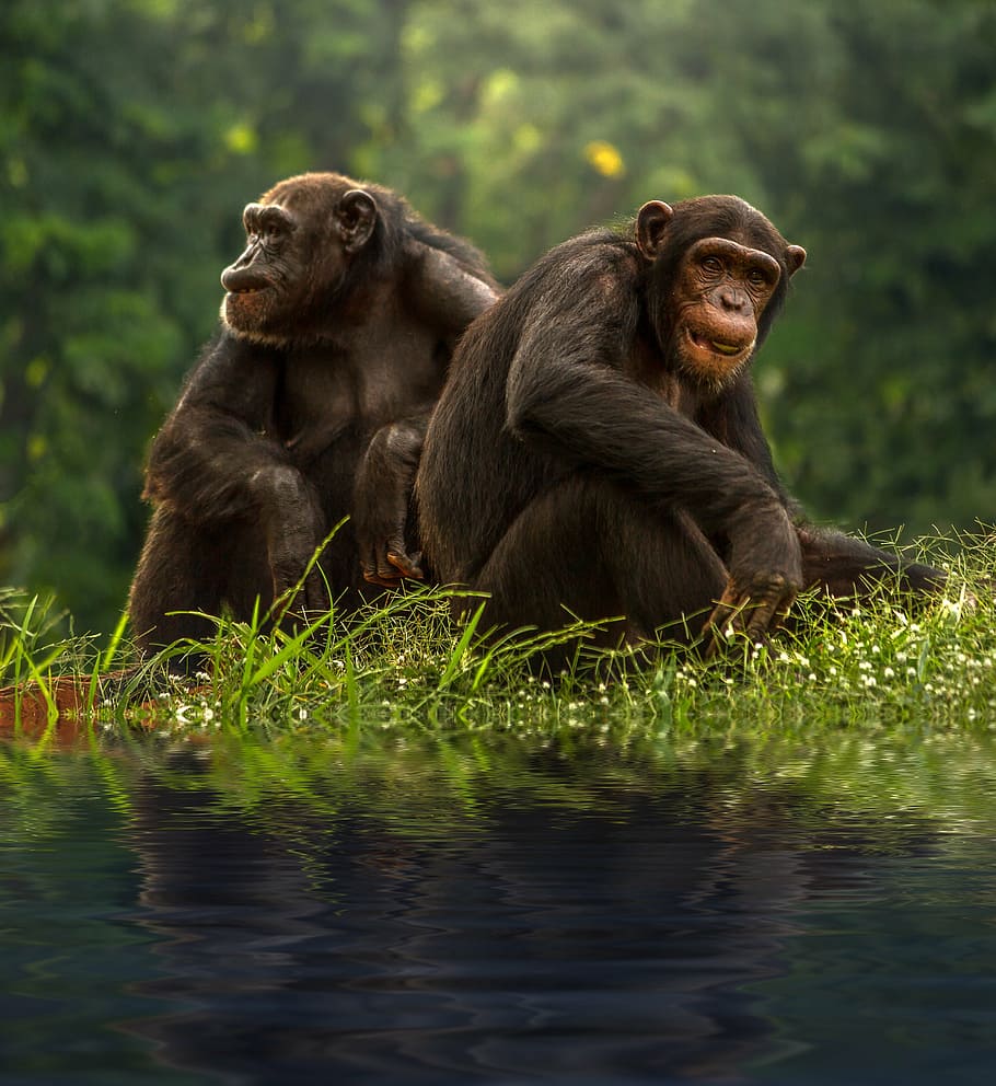 two, brown, primates, bodies, water, selective, focus photograph, chimp, bonobo, chimpanzee