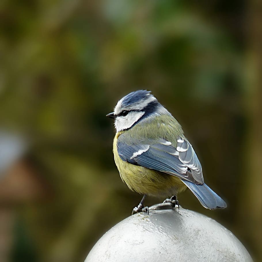 blue, jay bird, perched, silver ball stone, nature, animal, bird, tit, blue tit, cyanistes caeruleus
