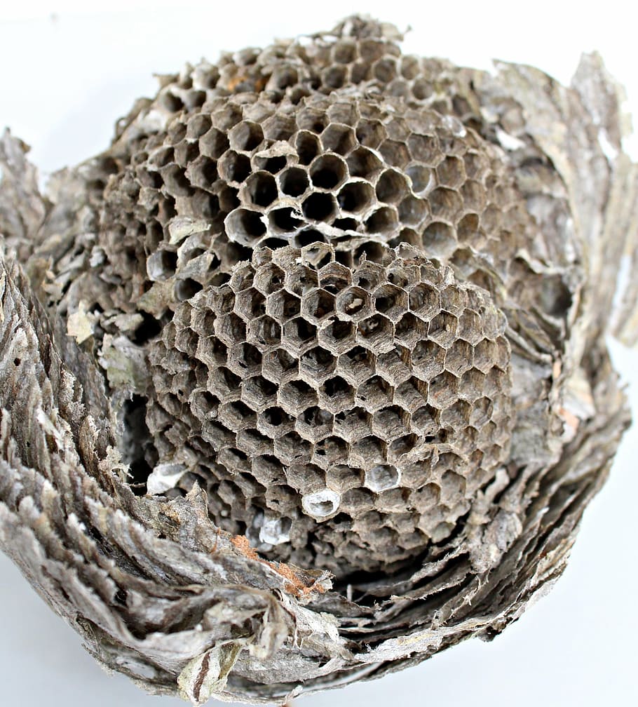 the hive, hexagon, wasps dwelling, honeycomb structure, nest building, empty, insect, filigree, nest, combs