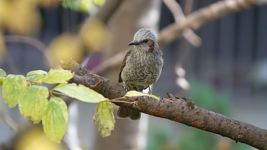 sparrow, new, bud, feather, background, tweet, close, wing, birds, garden