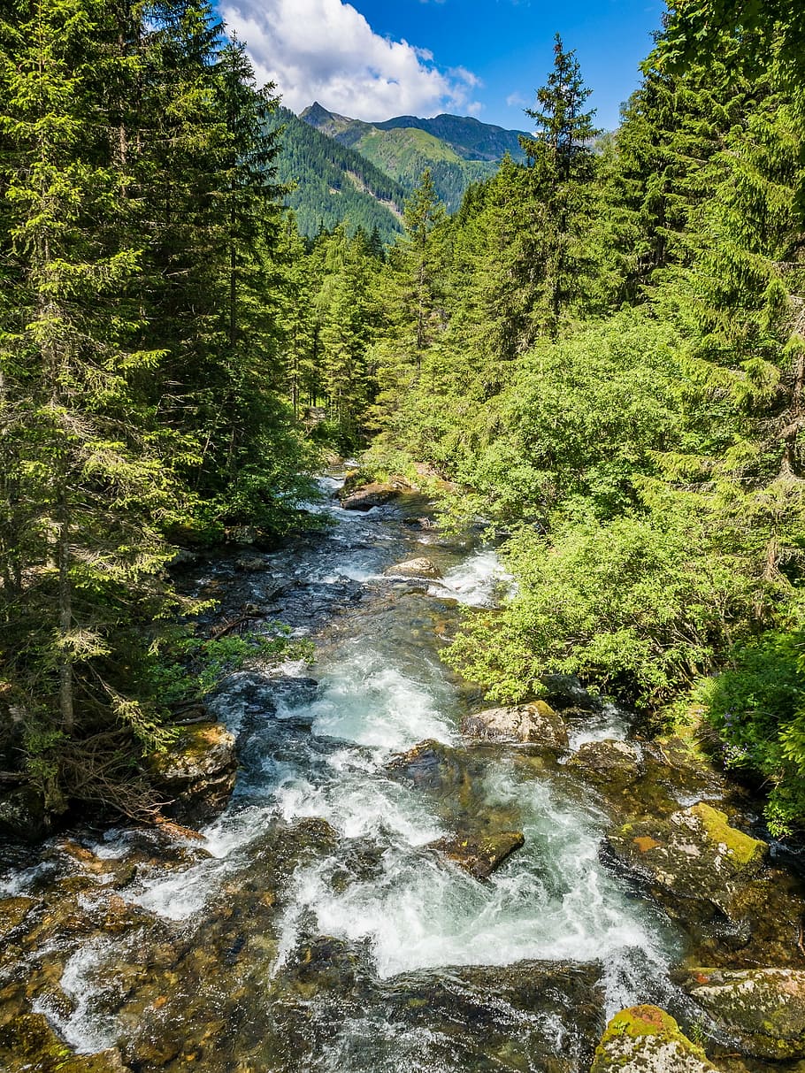 stream between trees, waterfall, mountains, flow, water, forest, white water, mountain stream, clear water, waterfalls