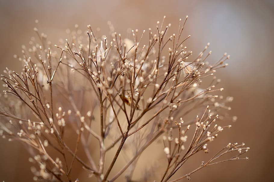 faded, dried flowers, dry grasses, autumn, dried, dry, plant, brown, dry plant, beauty in nature