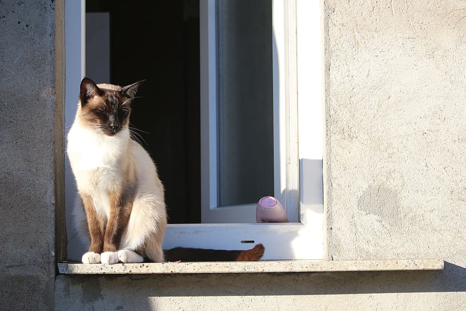 close-up photography, siamese cat, ledge, window, daytime, cat, mieze, breed cat, window sill, outside