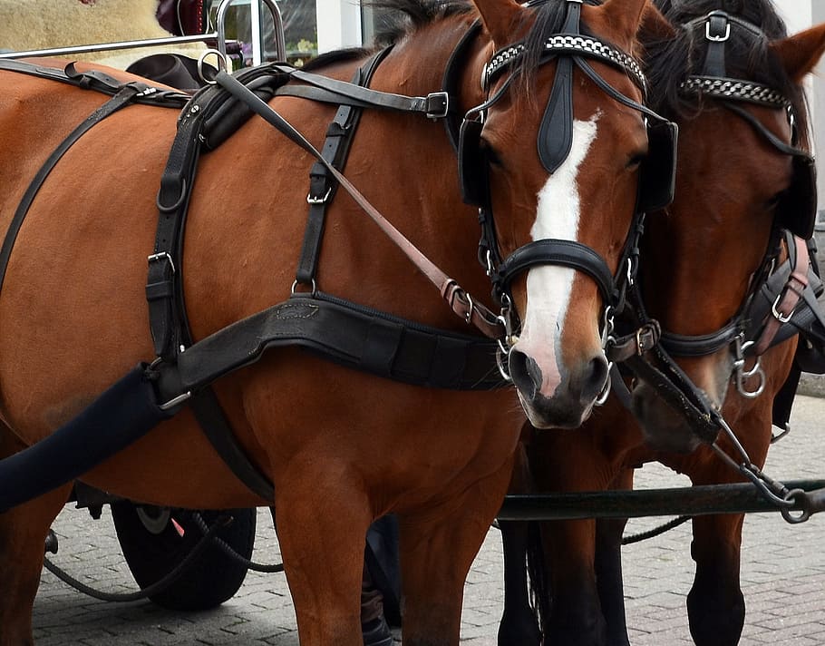 kutsch horse, horses, coach, bridle, team, draft horses, putting the cart before, horse drawn carriage, wagon, horse