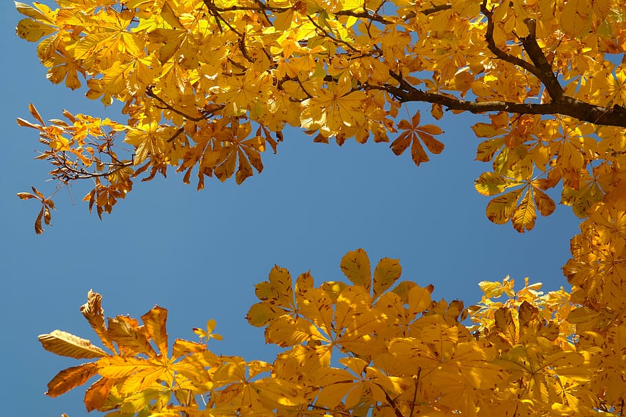 folhas de castanheiro, outono, cor de outono, folhas, árvore, castanha, castanheiro, outono dourado, amarelo, amarelecimento