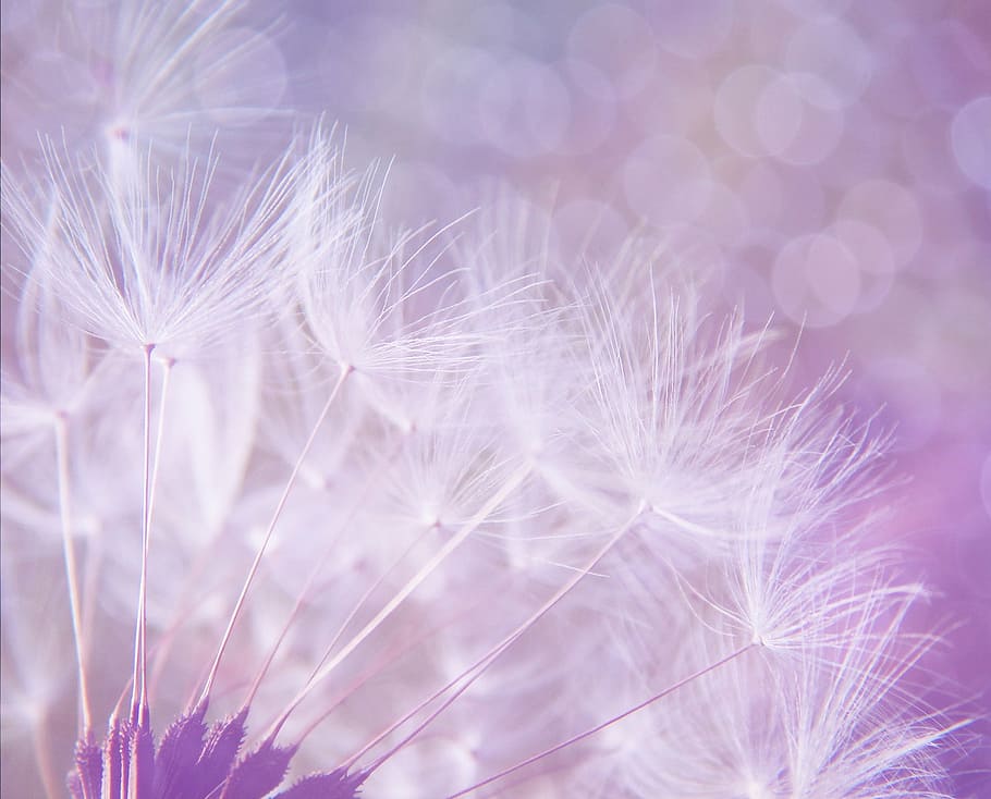 close, dandelions, dandelion, abstract, purple, background, bokeh, lights, puff, fluff