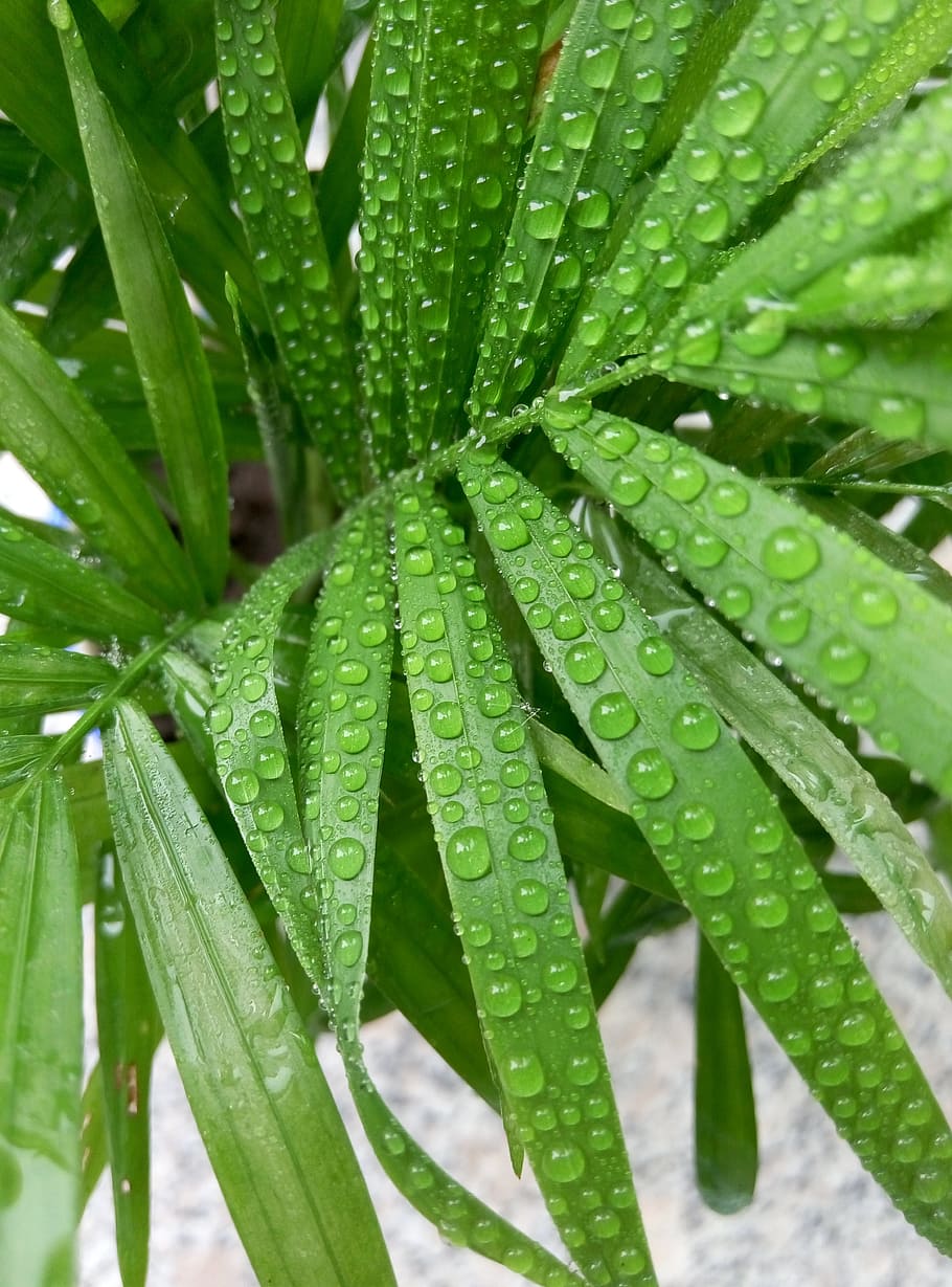 Bamboo, Dew, Plant, Water Droplets, green color, leaf, freshness, nature, growth, drop