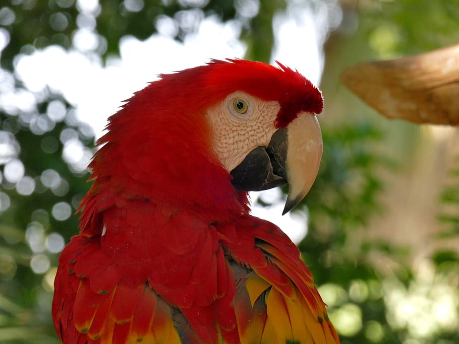 bird, scarlet, macaw, animal, red, feather, parrot, beak, colorful, tropical
