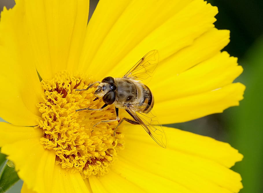 Mucha, camuflaje, abeja, macro, apariencia, upodobnienie, para personas, flor, amarillo, polen