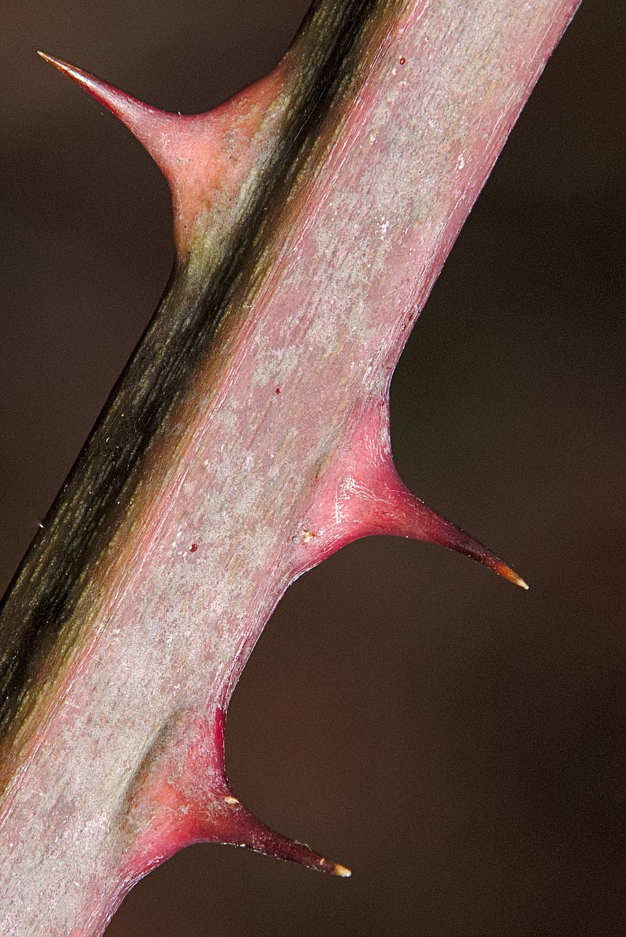 thorns, blackberry, nature, bush, spur, close up, close-up, wood - material, plant, day