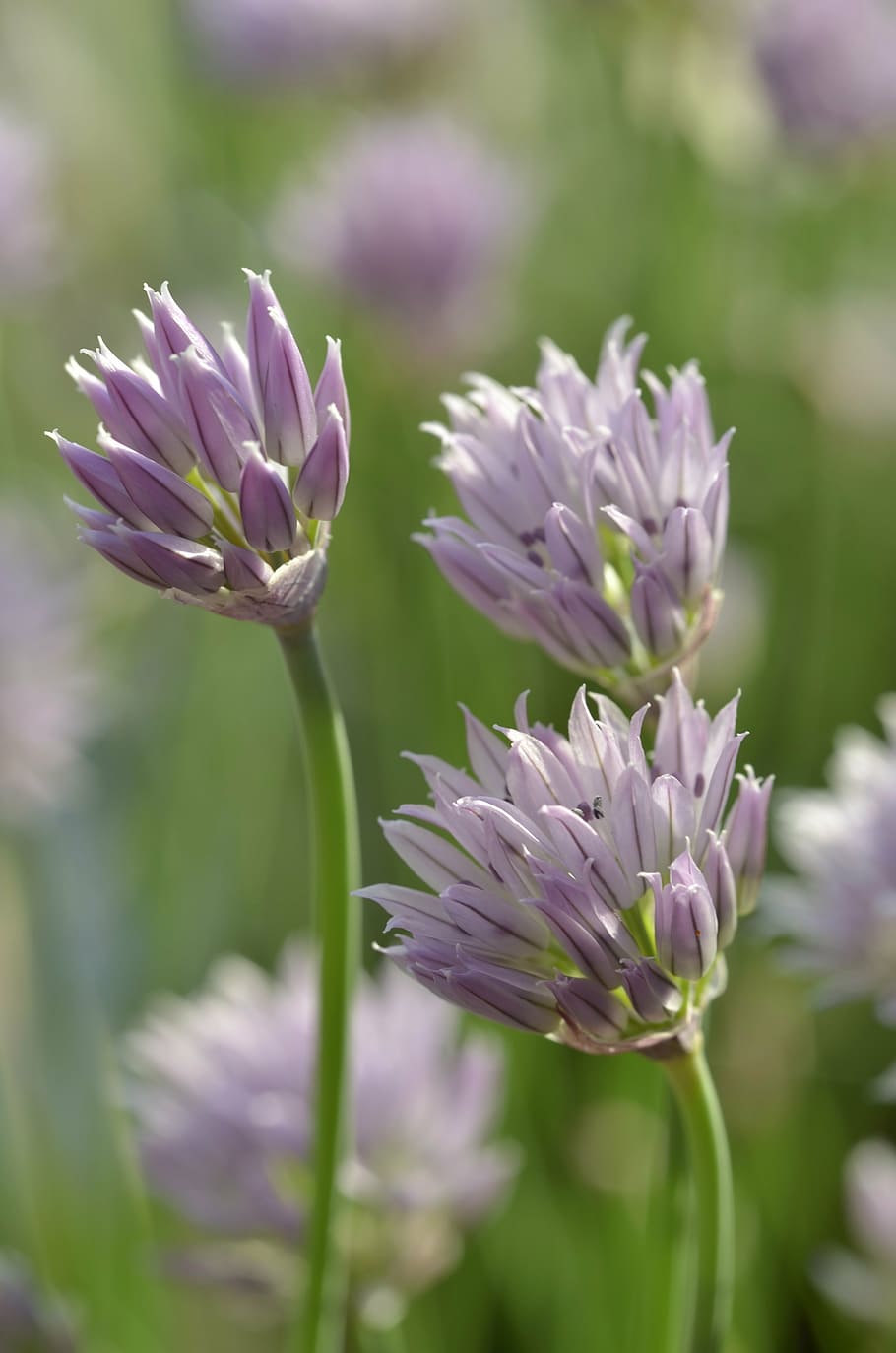 chives, flowers, violet, light purple, herb garden, herbs, chive flowers, spring, culinary herbs, edible flowers