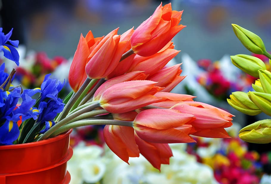 selectivo, fotografía de enfoque, naranja, flores de pétalos, mercado de los sábados, tulipanes, flores, planta floreciendo, flor, planta